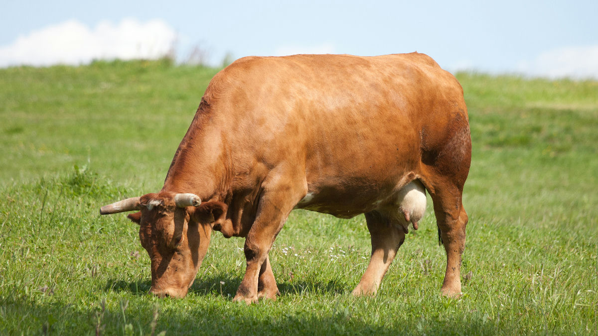 Wikipedia / Bos taurus (es)