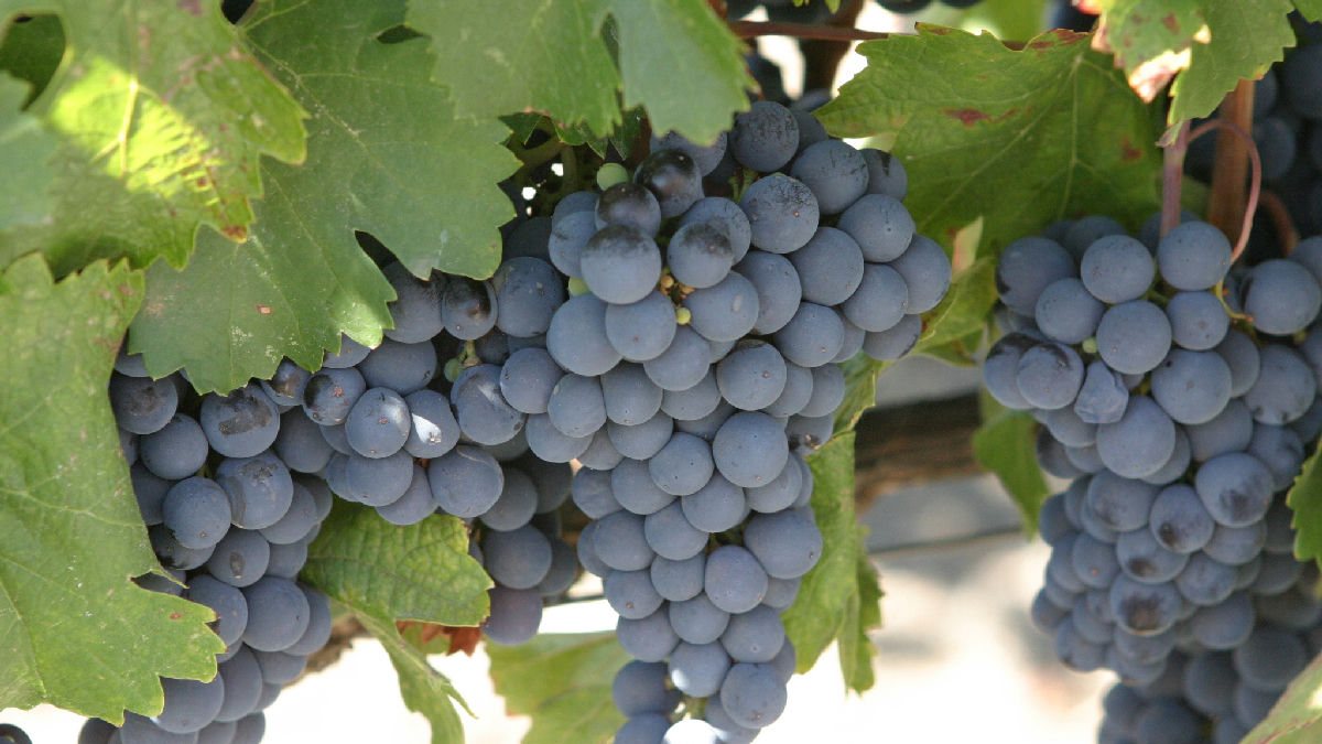 Wikipedia / Malbec (es)