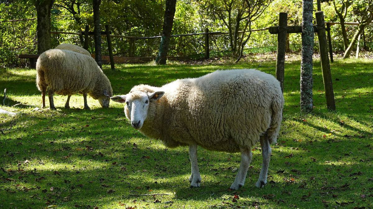 Wikipedia / Merino (en)