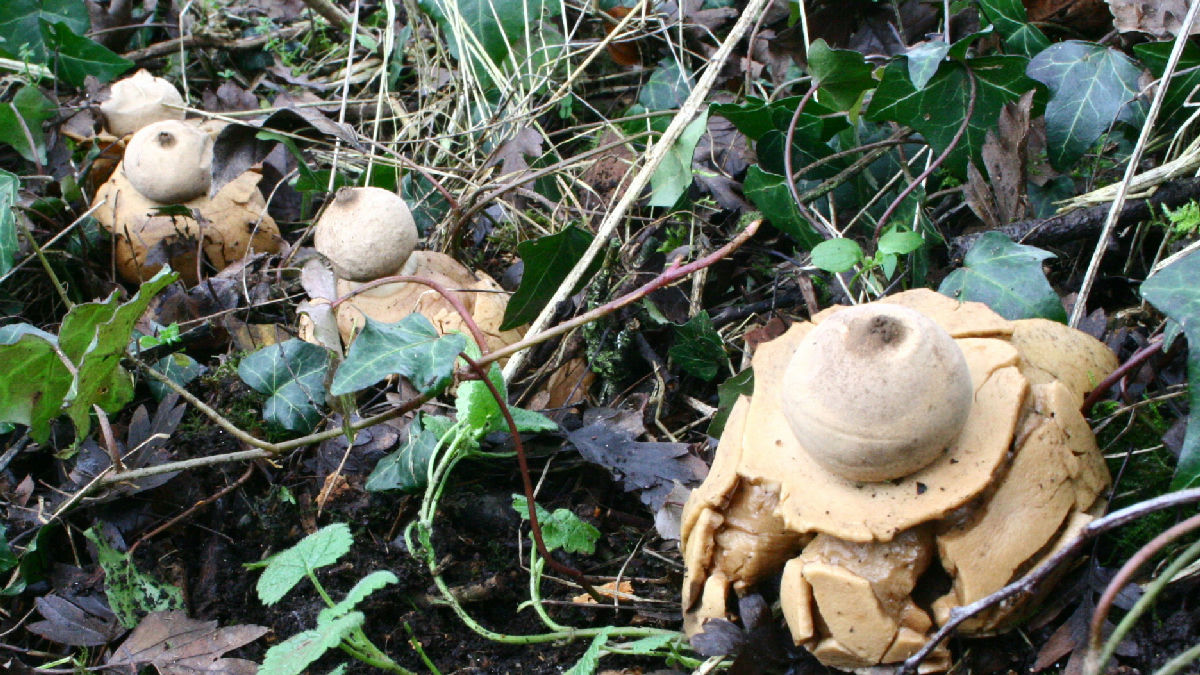 User:Strobilomyces / CC BY-SA 3.0 (via Wikimedia Commons)