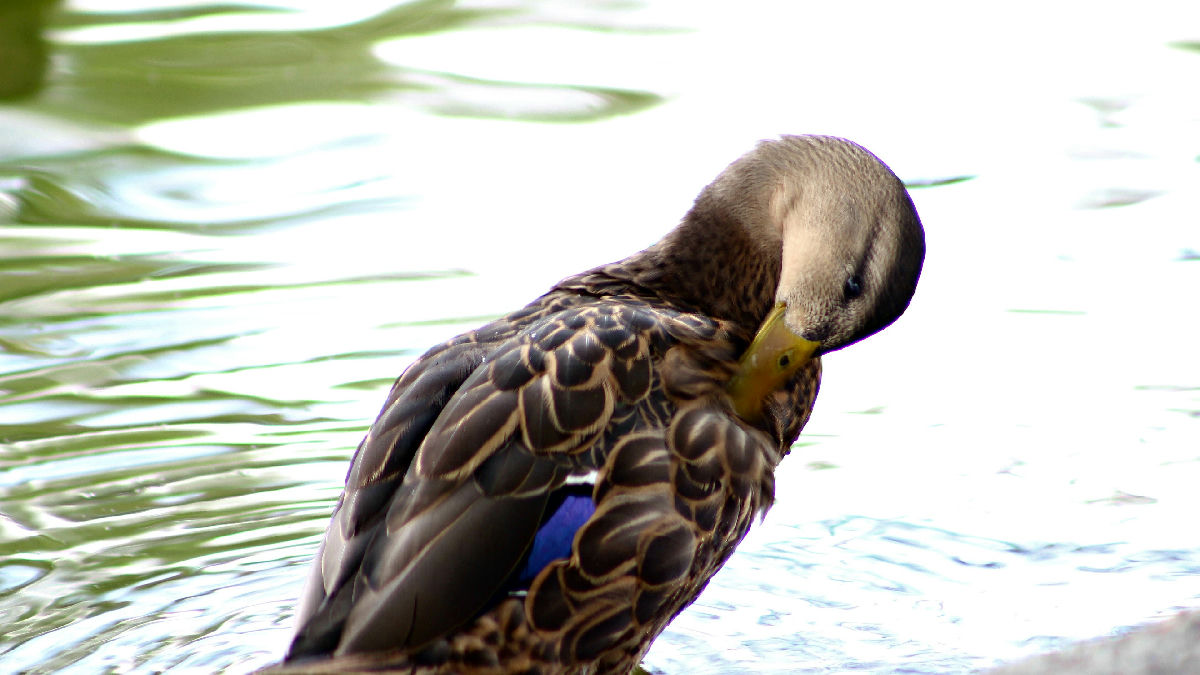 Wikipedia / Pato (es)