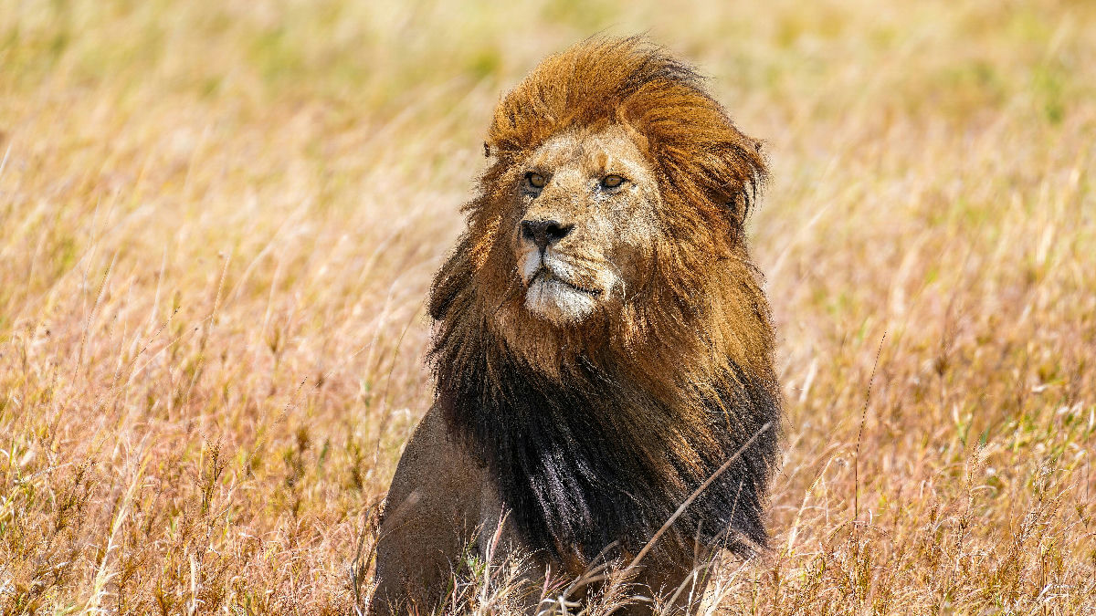 Wikipedia / Panthera leo (es)