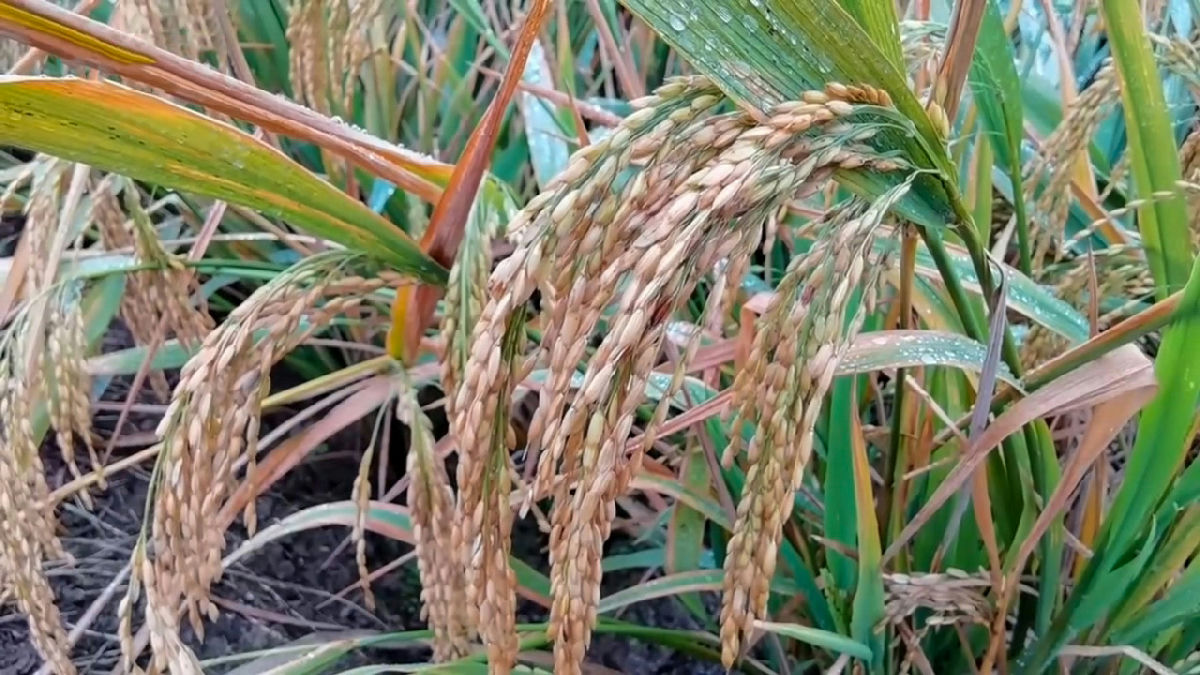 Wikipedia / Rice (en)