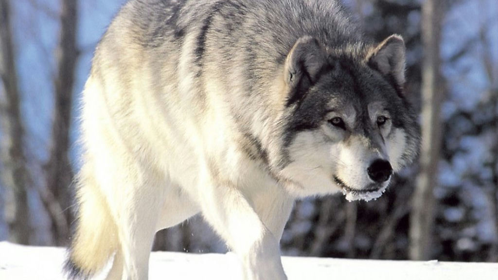 Wikipedia / Canis lupus (es)