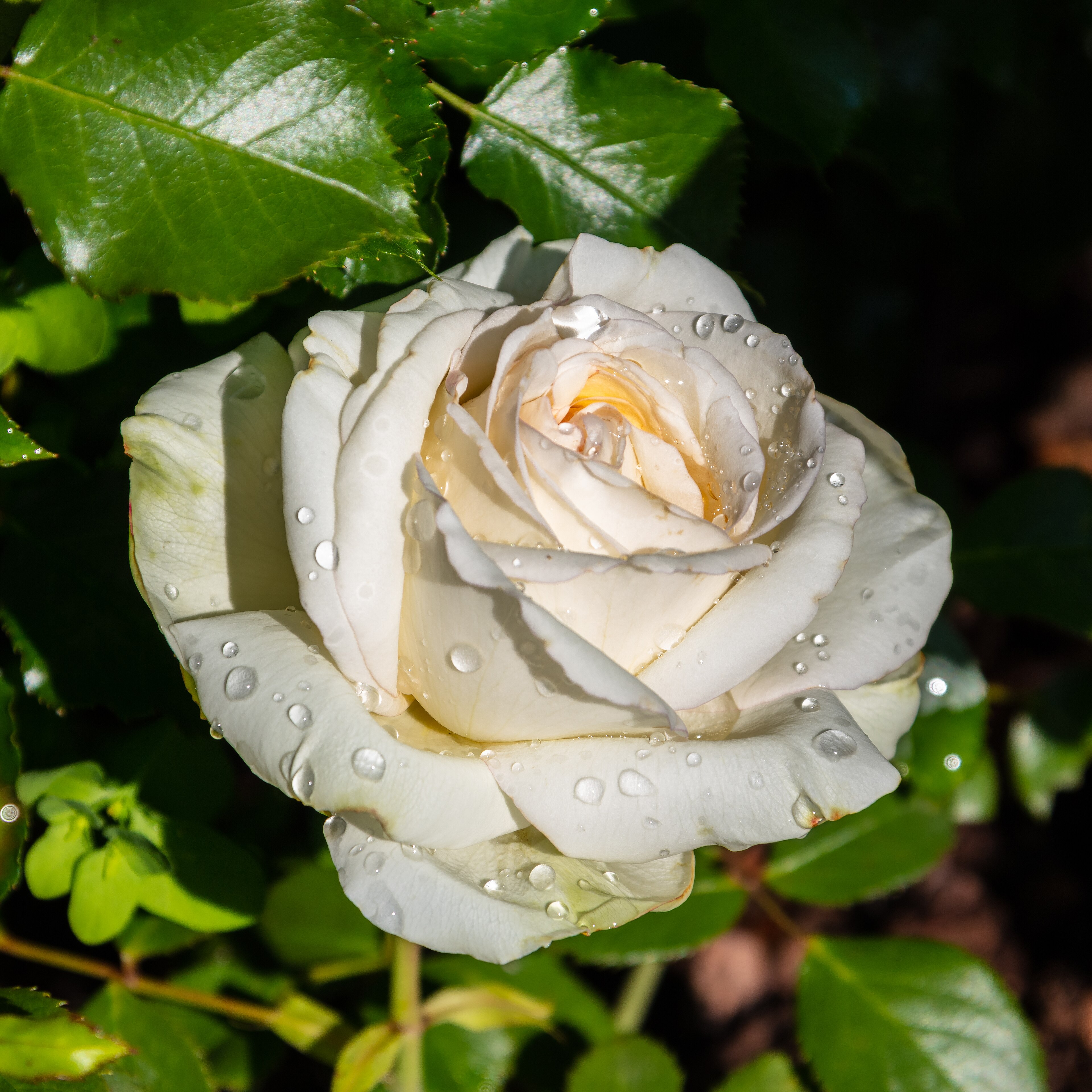 Wikipedia / Rosa (es)