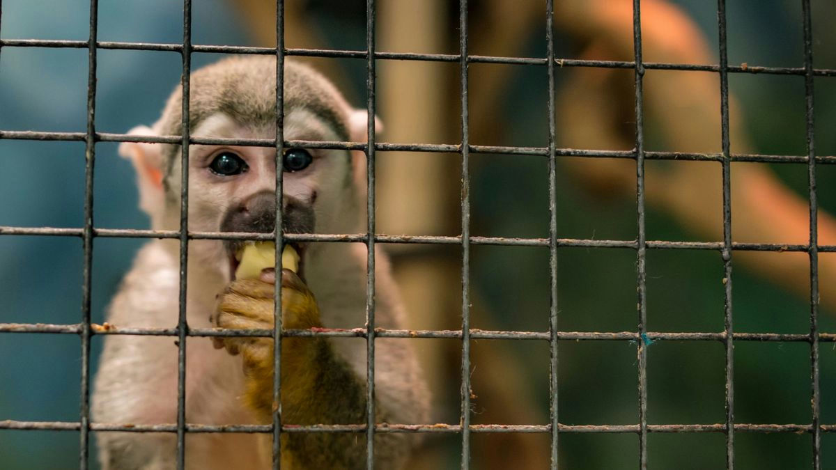 Escasez de monos de laboratorio en China dispara precios hasta los 30.000 dólares