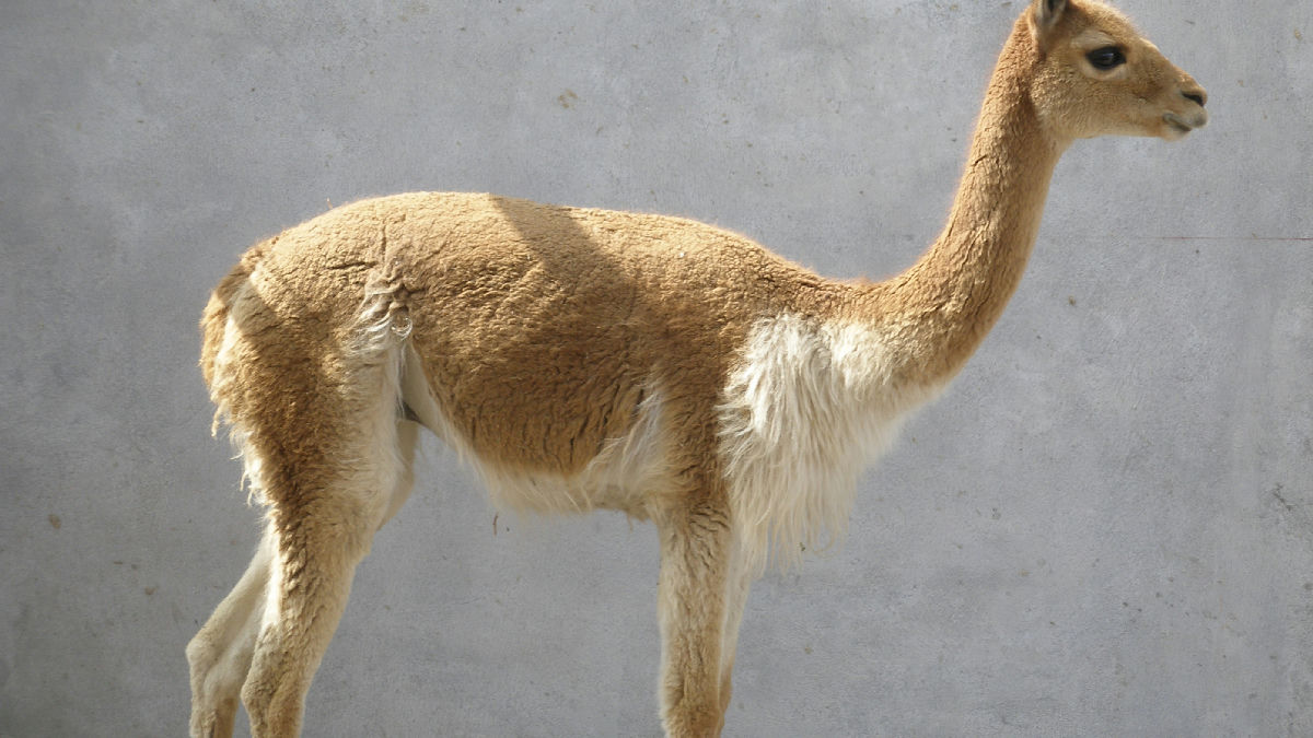 Wikipedia / Vicuña (en)