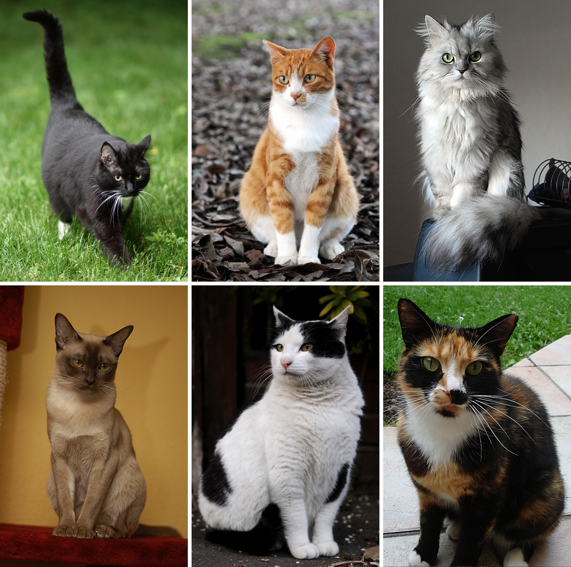 Wikipedia / Felis catus (es)