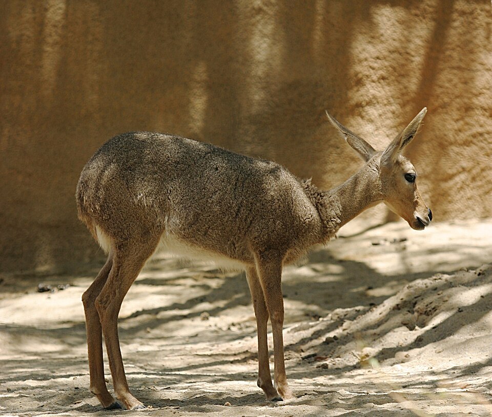 en:User:Cburnett / CC BY-SA 3.0 (via Wikimedia Commons)