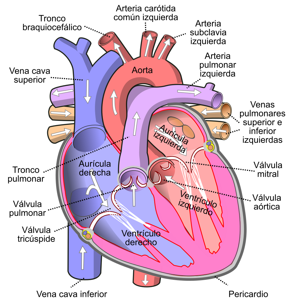 Wikipedia / Cardiología (es)
