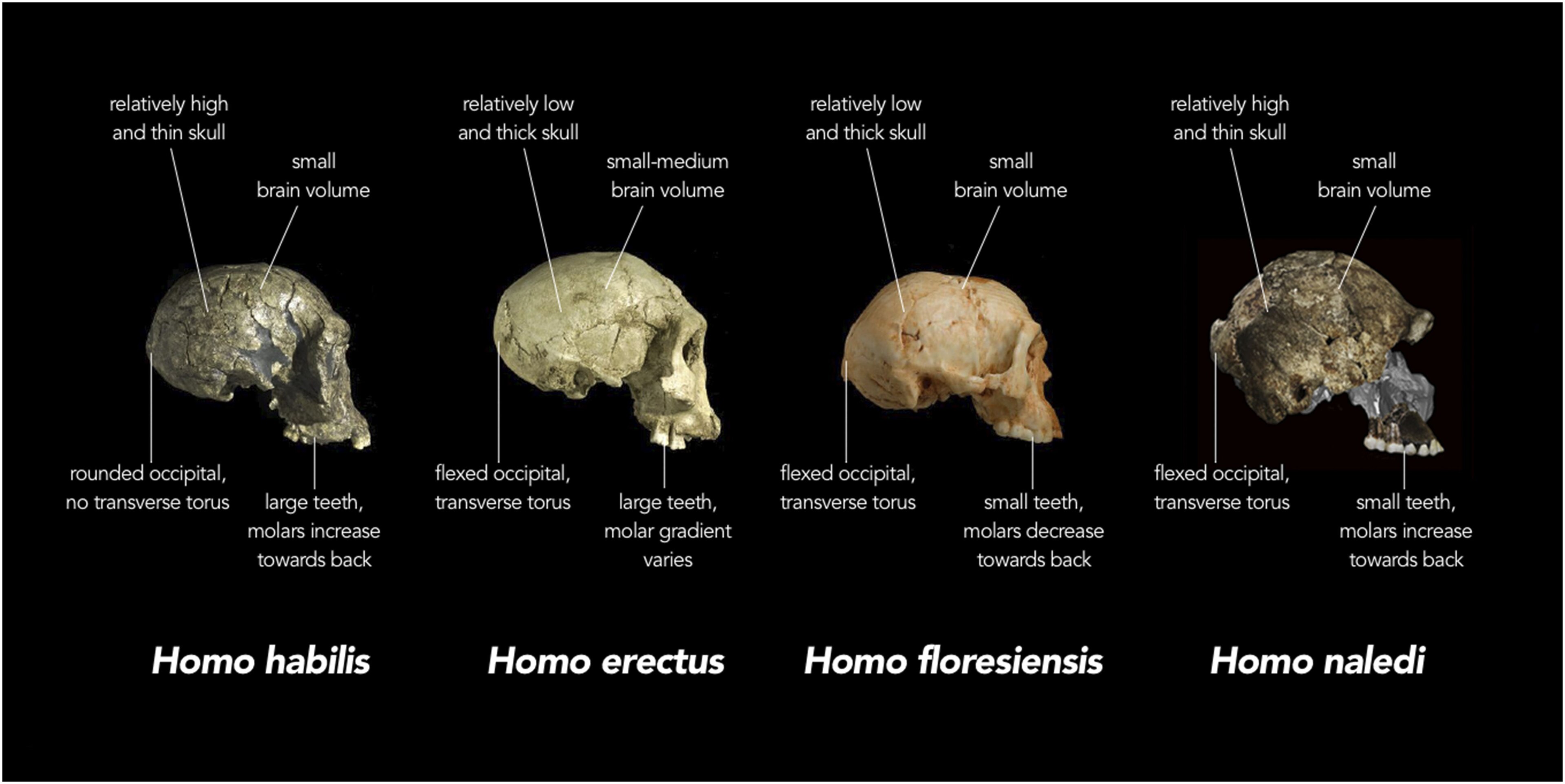 Wikipedia / Homo (es)