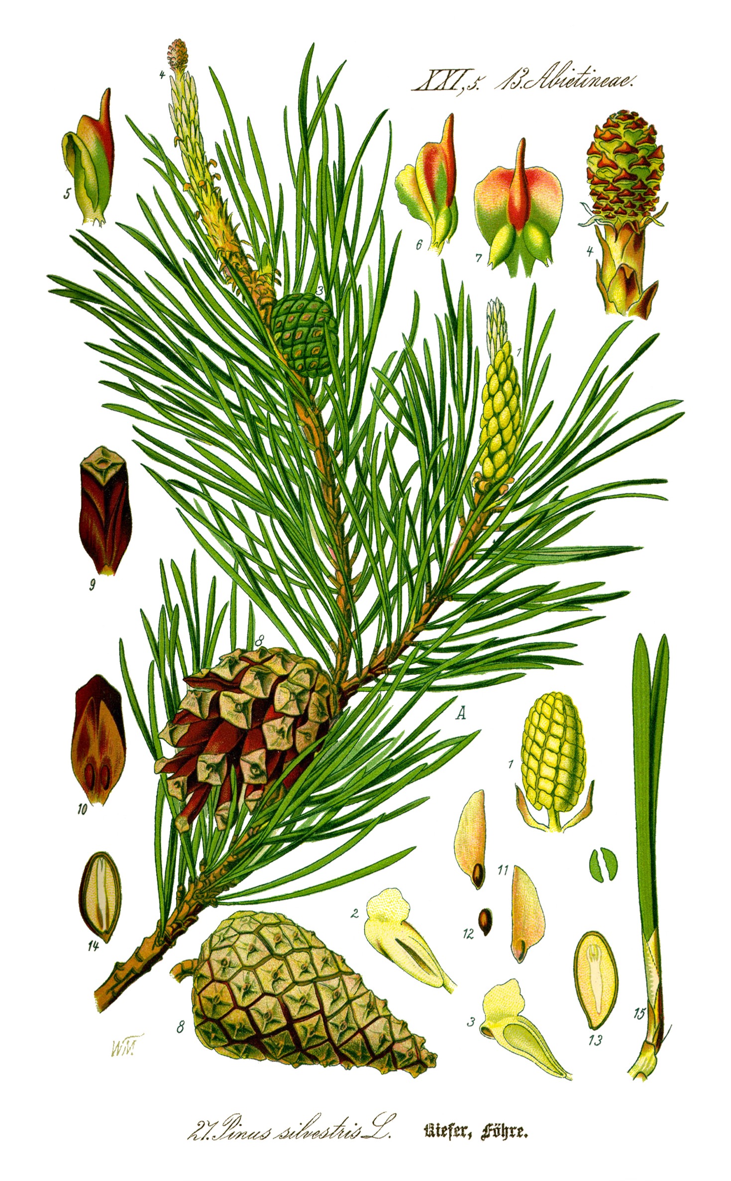 Wikipedia / Pinus (es)