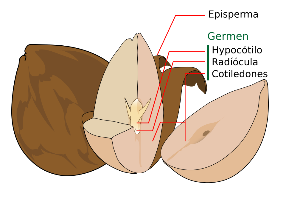 Wikipedia / Semilla (es)
