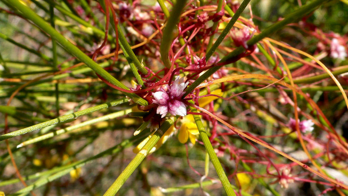 Wikipedia / Cuscuta epithymum (es)