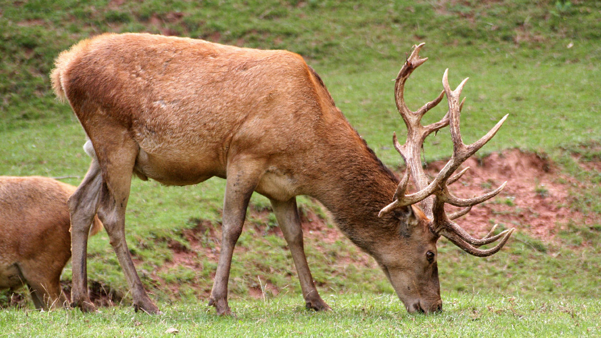 Wikipedia / Cervidae (es)