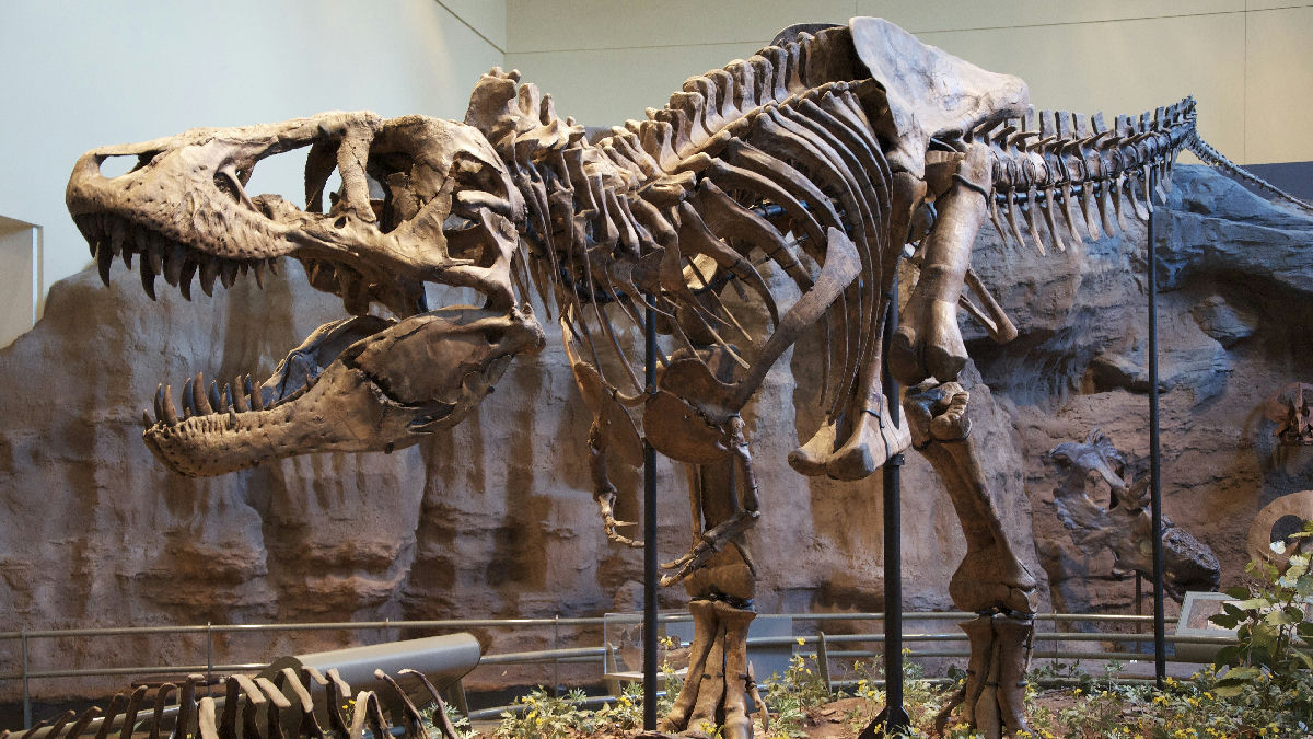 Wikipedia / Tyrannosaurus rex (es)
