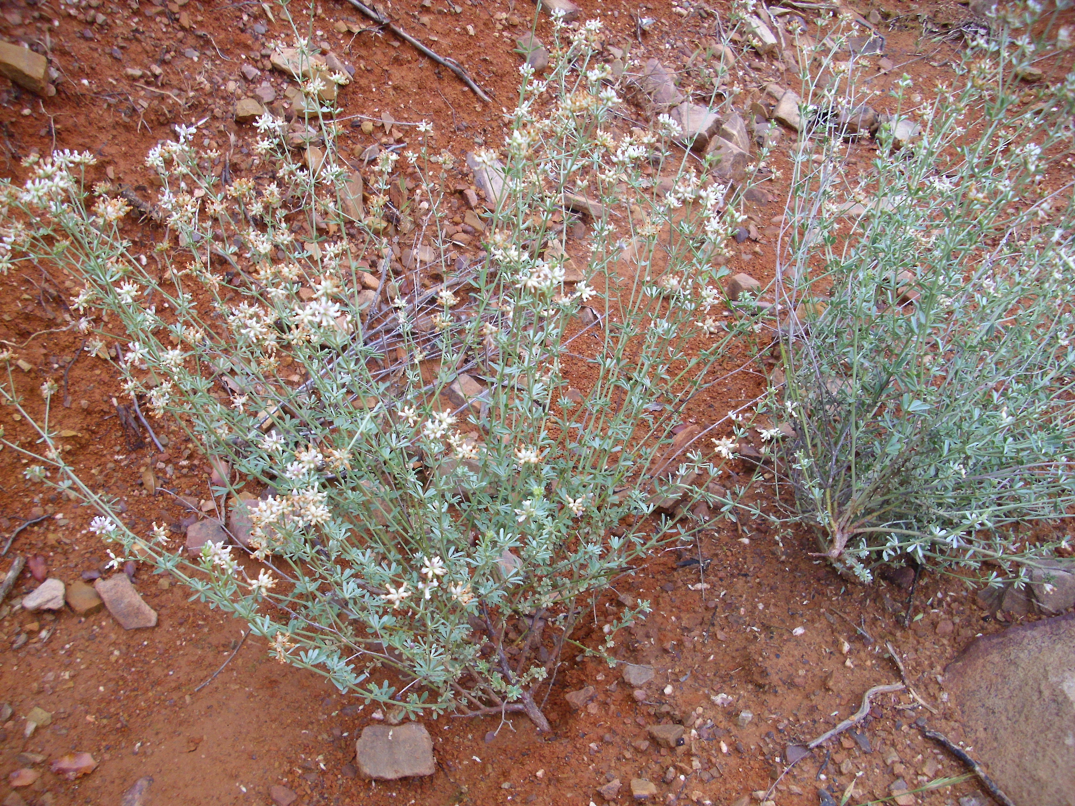 Wikipedia / Dorycnium pentaphyllum (es)