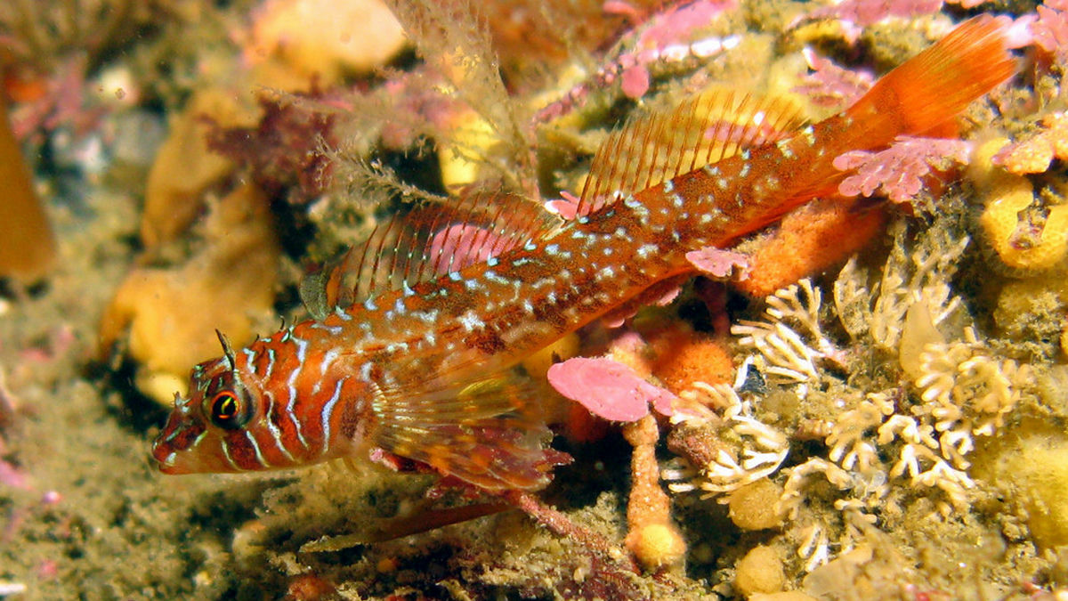 Wikipedia / Longfin sculpin (en)