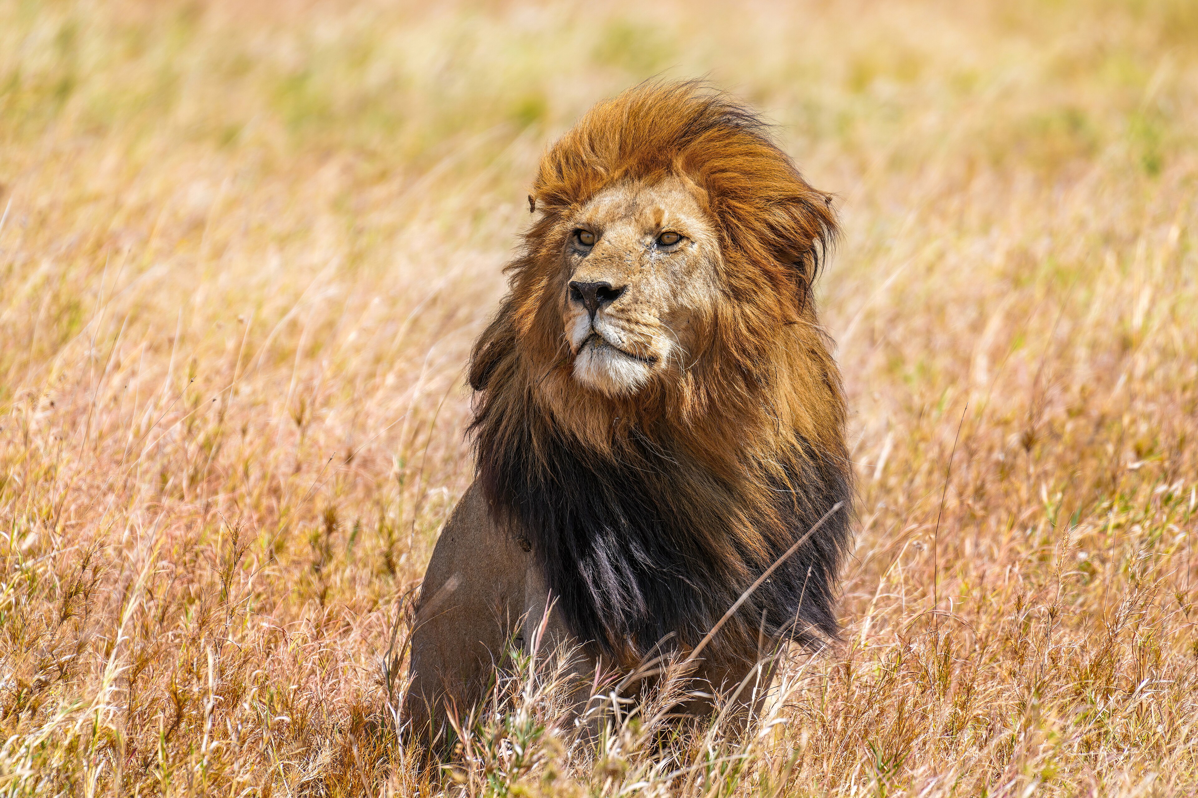 Wikipedia / Panthera leo (es)