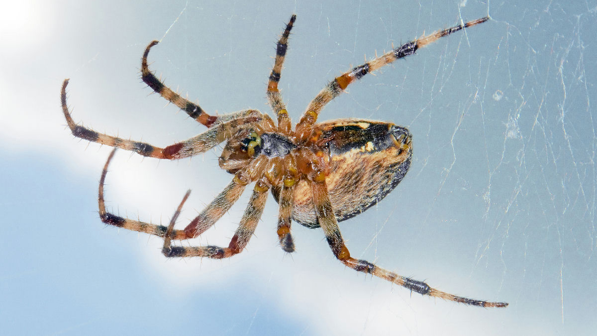 Wikipedia / Spider (en)