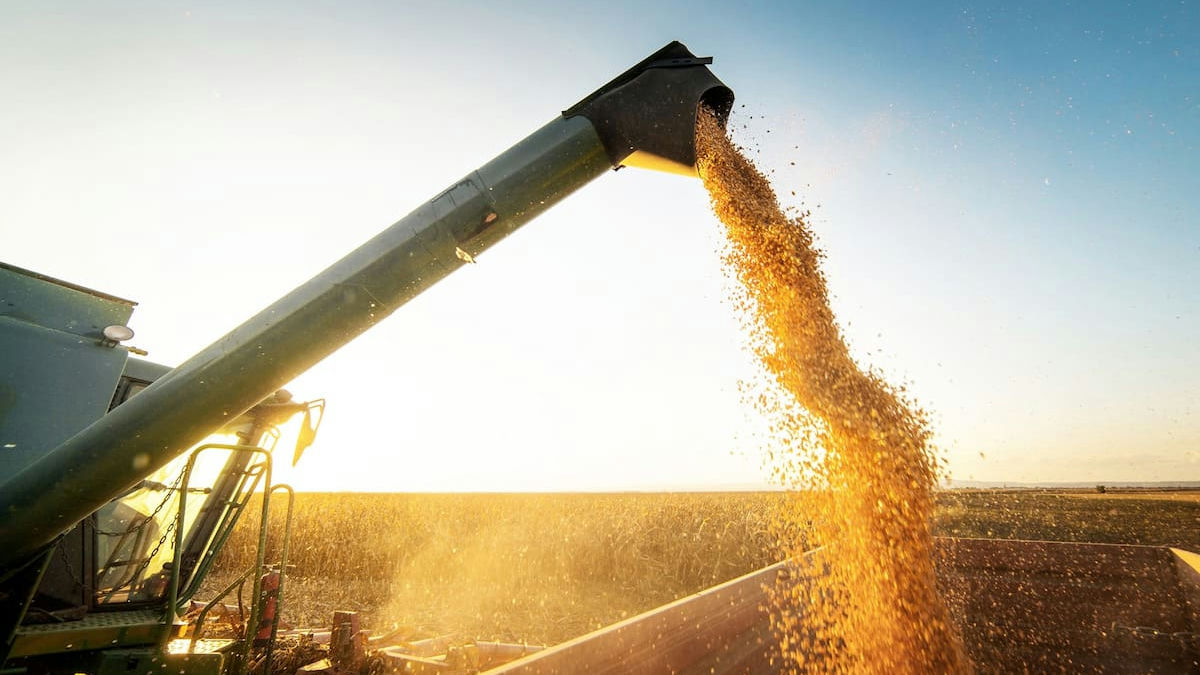 Agricultural commodities fall sharply amid oil price drop and improved US weather outlook