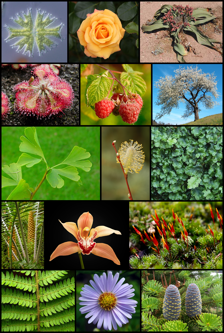 Wikipedia / Plantae (es)