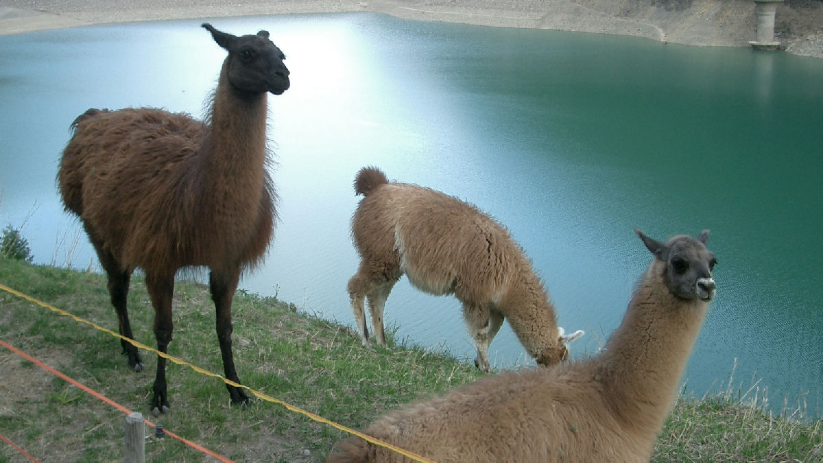 Wikipedia / Llama (en)