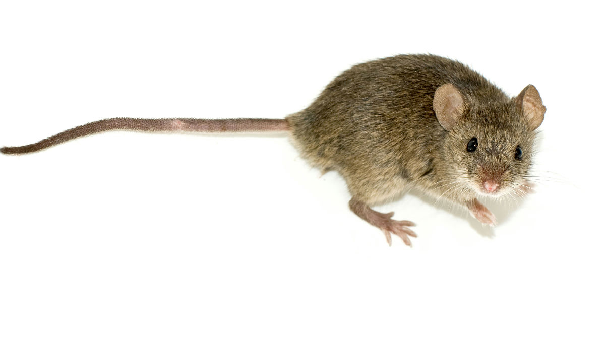 Wikipedia / Mus (animal) (es)