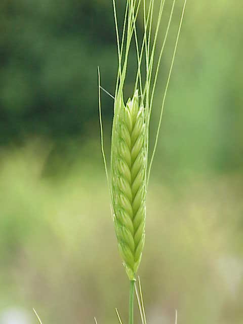 Wikipedia / Triticum monococcum (es)