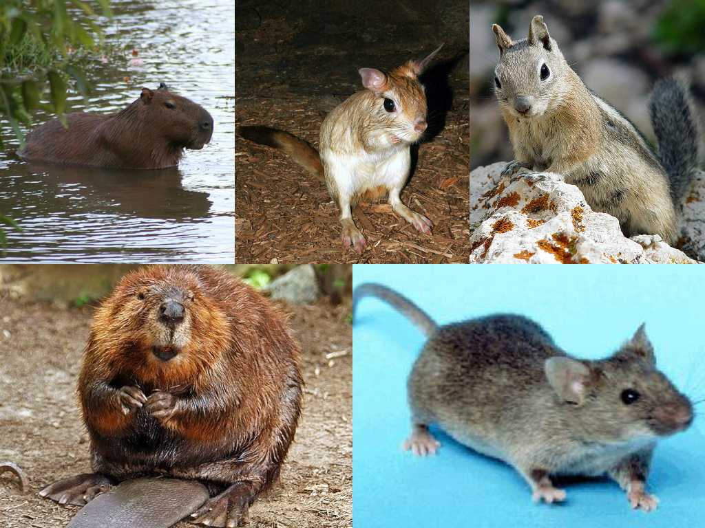 Wikipedia / Rodentia (es)