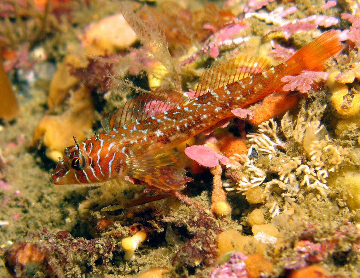 Wikipedia / Longfin sculpin (en)