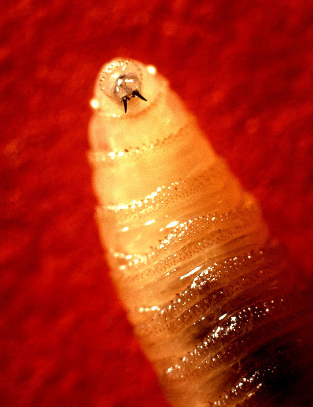 Wikipedia / Cochliomyia (en)